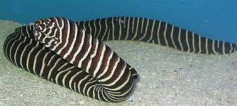Eel: Zebra Moray; Haw.