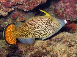 File: Fan Tail; Haw.