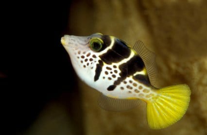 File: Mimic (Valentini)