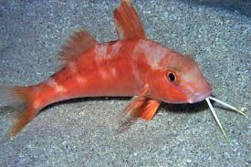 Goatfish: Red; Fiji