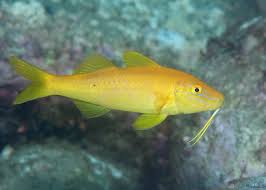Goatfish: Yellow