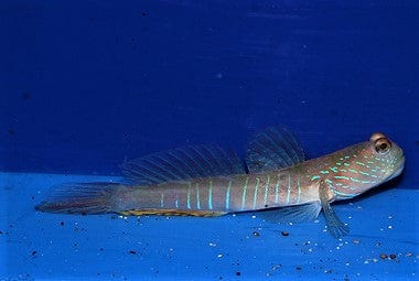 Goby: Blue Banded Watchman