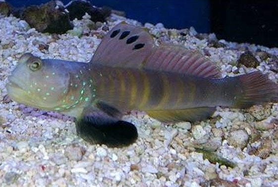 Goby: Blue Spot Watchman