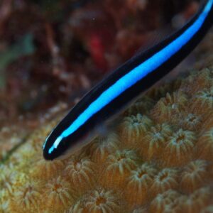 Goby: Bluestripe Neon; Atl.