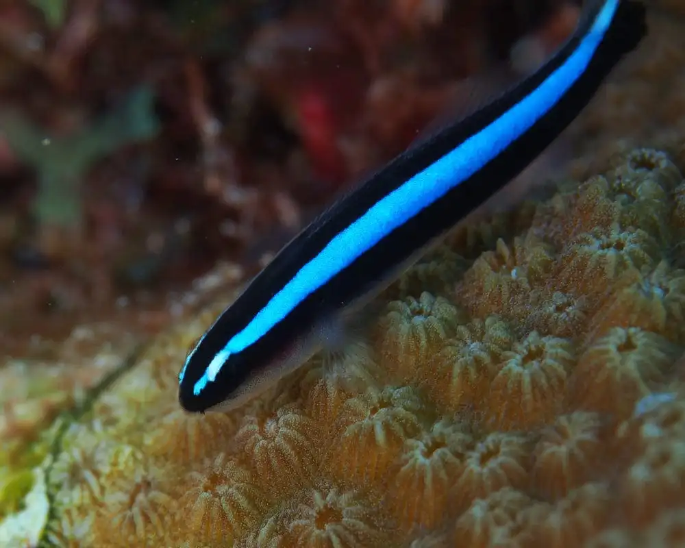 Goby: Bluestripe Neon; Atl.
