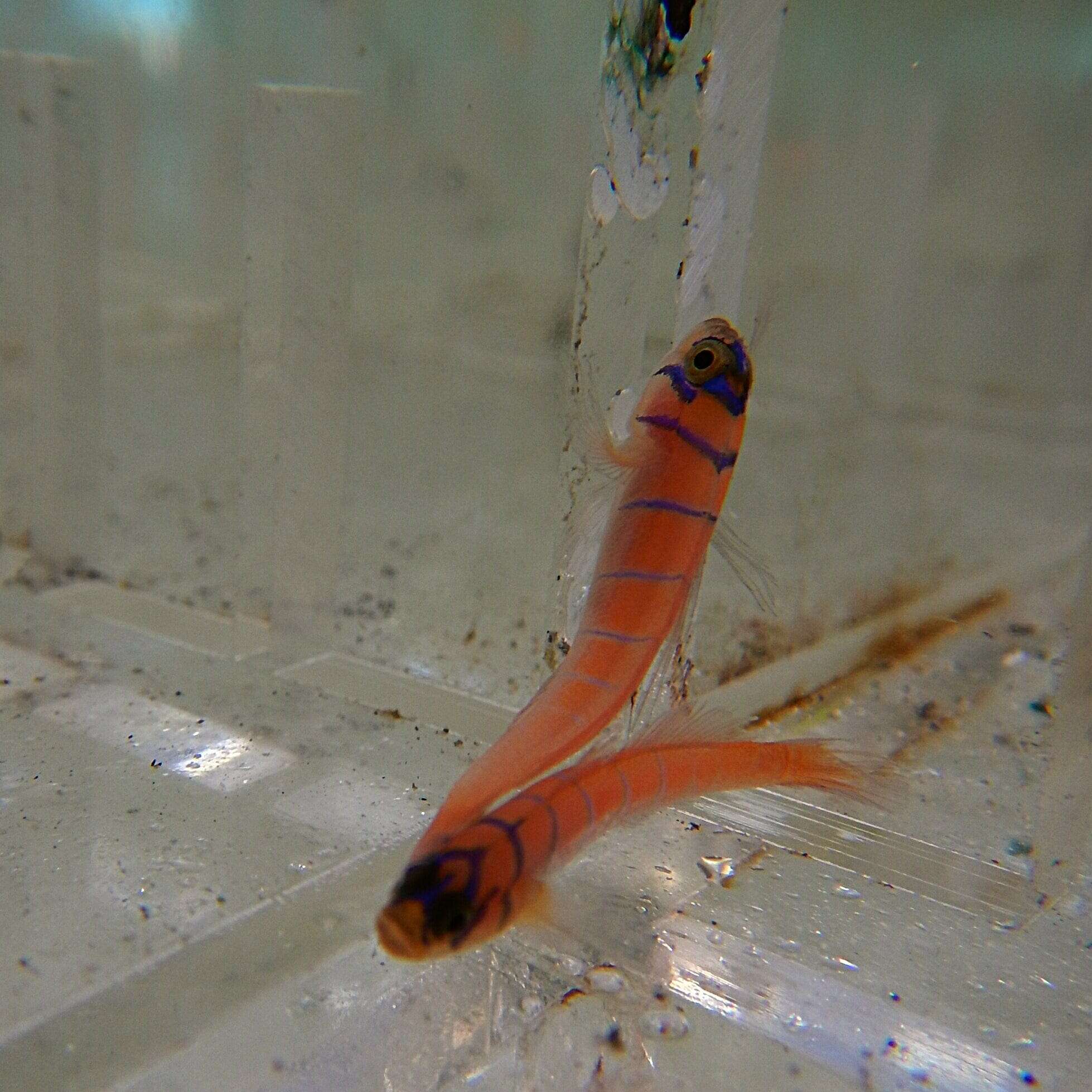 Goby: Catalina; T.R.