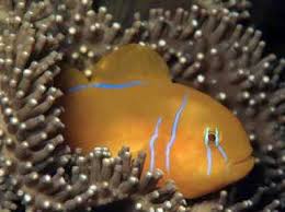 Goby: Cinnamon Clown