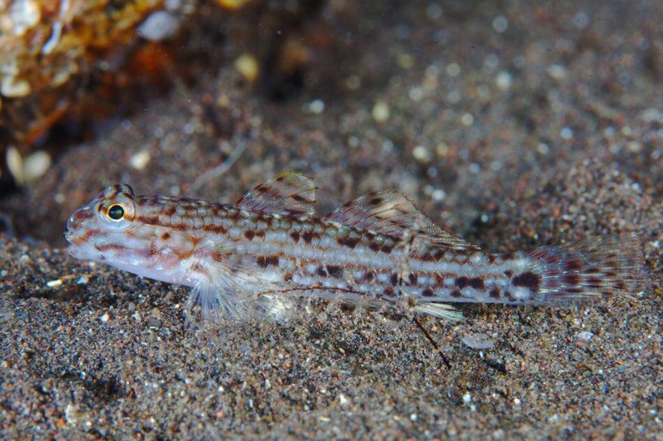 Goby: Decorated Sand