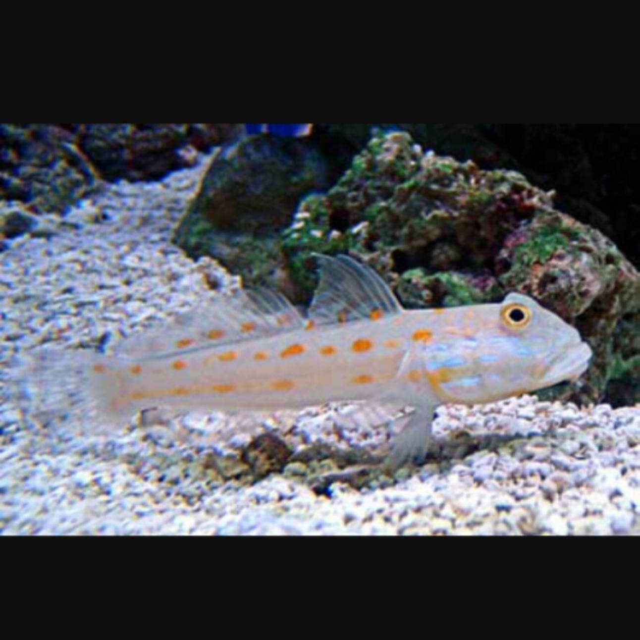 Goby: Diamond (Sleeper); Fiji