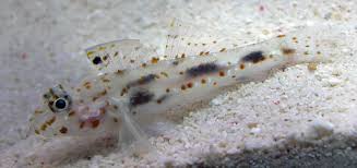 Goby: Fusi