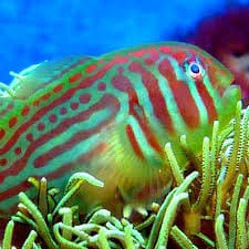Goby: Grn War Paint Clown; Fiji