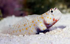 Goby: Orange Spot Prawn; Fiji
