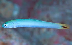 Goby: Pearly Gudgeon