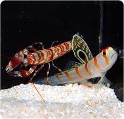 Goby: Randalls & Shrimp