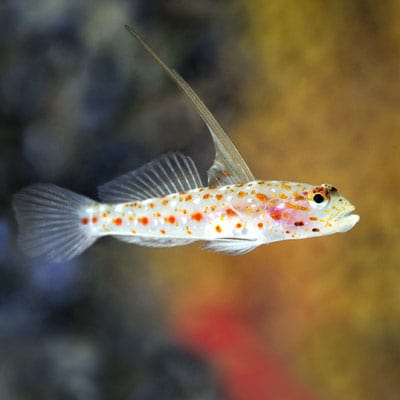 Goby: Tangaroa