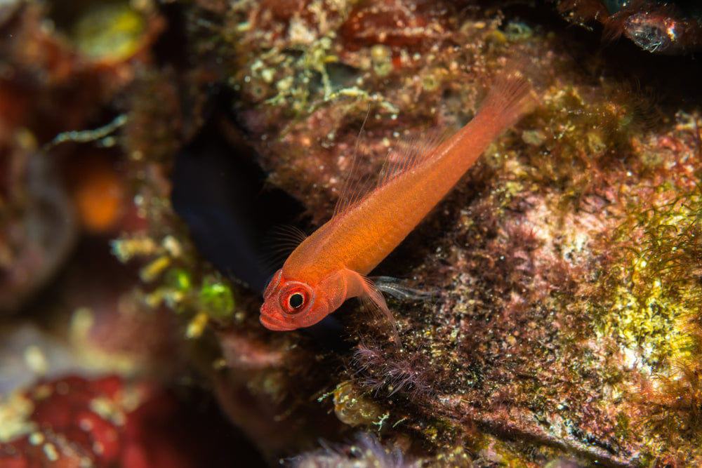 Goby: Trimma; Japan