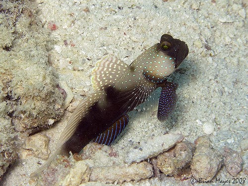 Goby: Watchman; Tank Raised