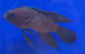 Grouper: Blue Devil; Australia