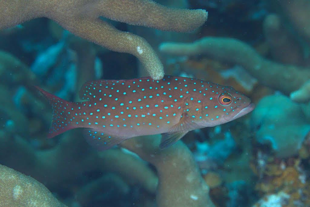 Grouper: Blue Spotted