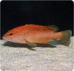 Grouper: Coney; Atl.