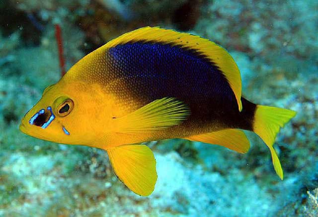 Hamlet: Yellow Belly Hamlet; Atl.