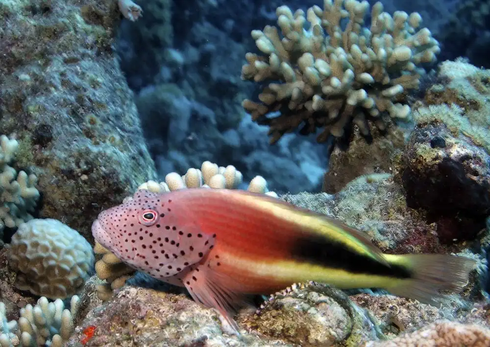 Hawk: Freckled; Fiji