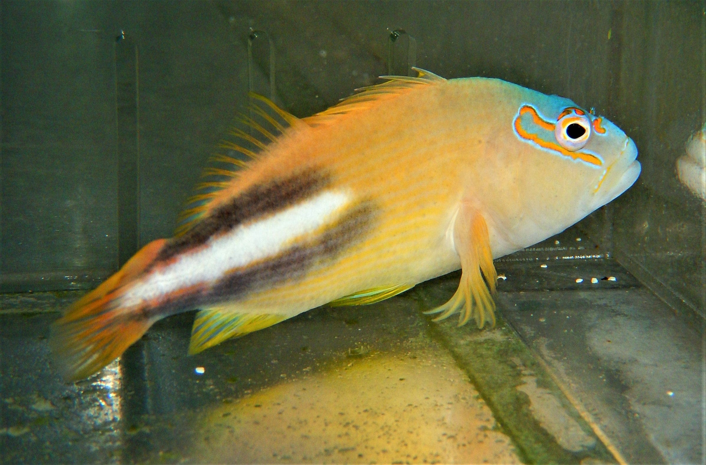 Hawk: Tuamotu; Tahiti