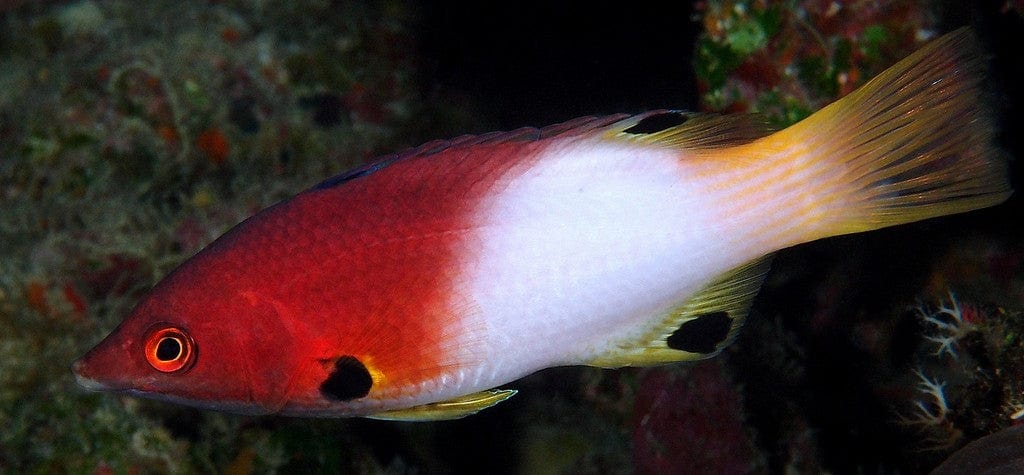 Hogfish: Coral; Fiji