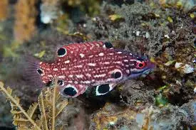 Hogfish: Dianas; Juv.