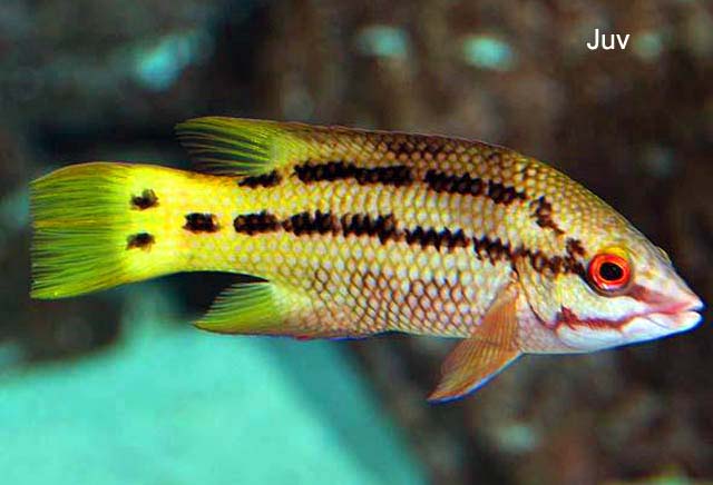 Hogfish: Mexican; Juv.