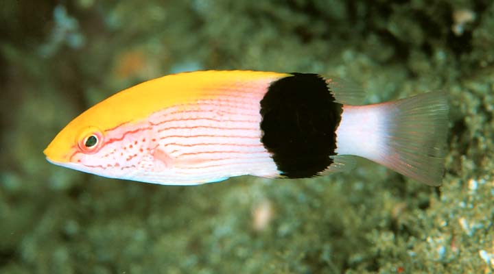 Hogfish: Saddle; Haw.
