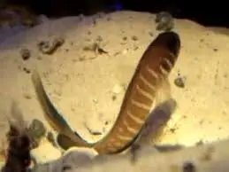 Jawfish: Swordtail; Atl.