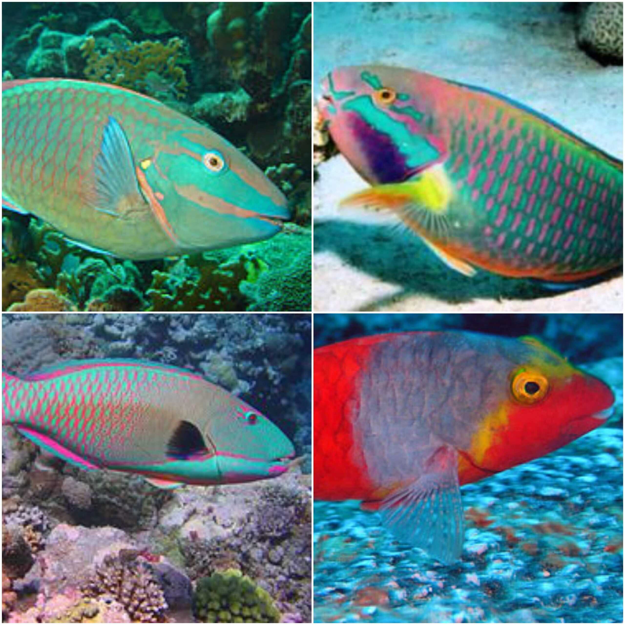 *** PARROT FISH ***