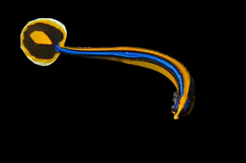 Pipefish: Blue Stripe; Africa
