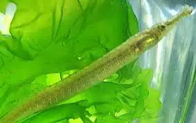 Pipefish: Green