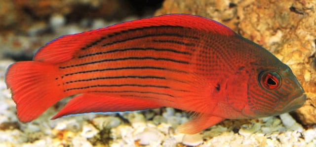 Pseudo: Dampiera chromis