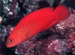 Pseudo: McCullochi; Aus.