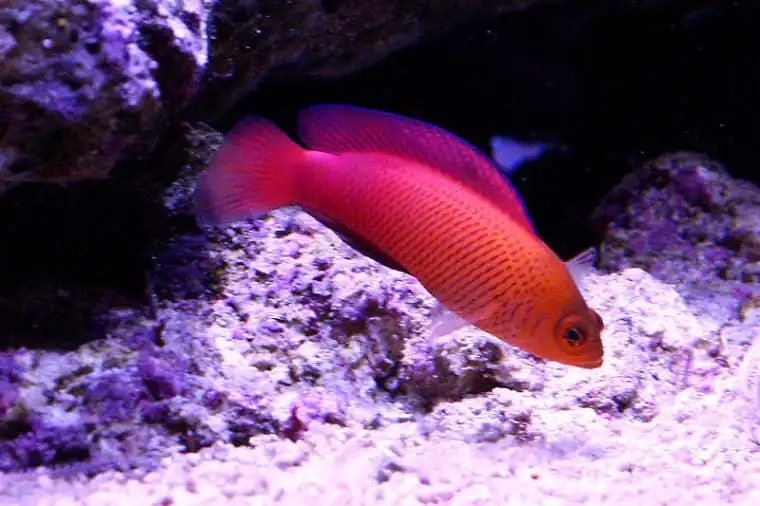 Pseudo: McCullochi; Fiji