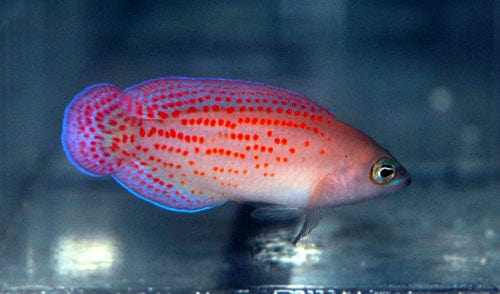 Pseudo: Red Spotted; Female