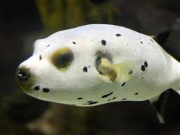 Puffer: Dogface; Fiji