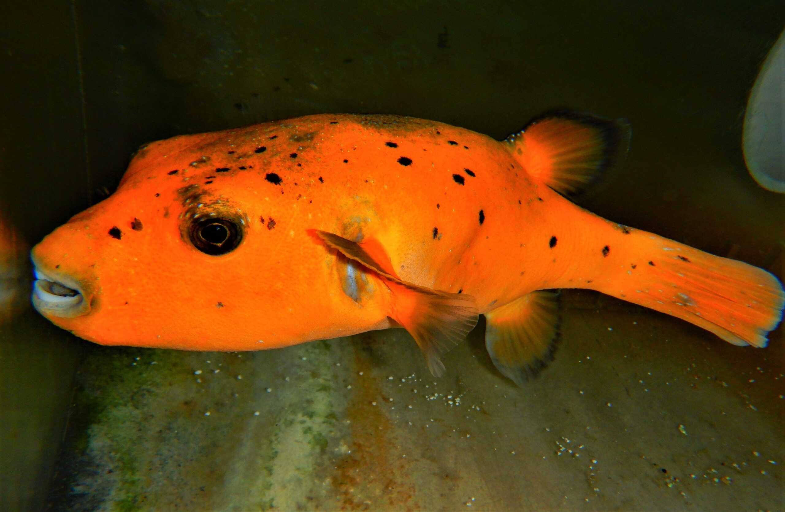 Puffer: Gold; Fiji