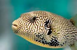 Puffer: Mappa; Africa