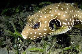 Puffer: Stars & Stripes; Fiji