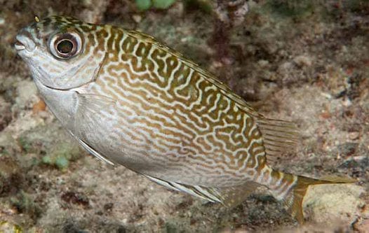 Rabbitfish: Marbled