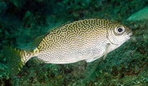 Rabbitfish: Marbled; Fiji