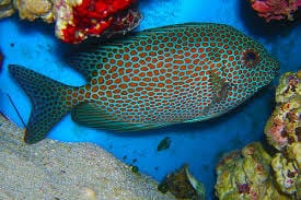 Rabbitfish: Orangespot; Fiji