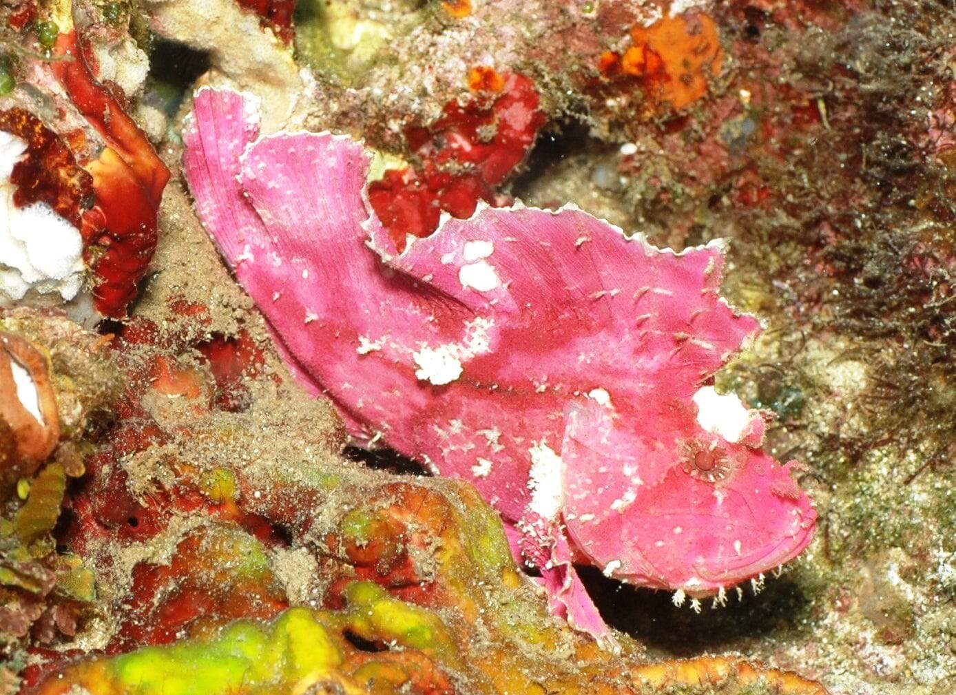 Scorpionfish: Leaf; Red; Haw.