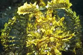 Scorpionfish: Rhinopias; Yellow Super