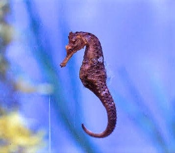 Seahorse: Giant Ingens; T.R.