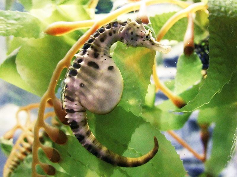 Seahorse: Pot Belly; T.R.; Aus.